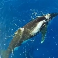 Seven Best Places For Whale Watching In Rarotonga